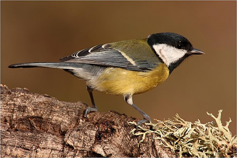 Imagen 47 de la galería de Carbonero común - Great tit (Parus major)